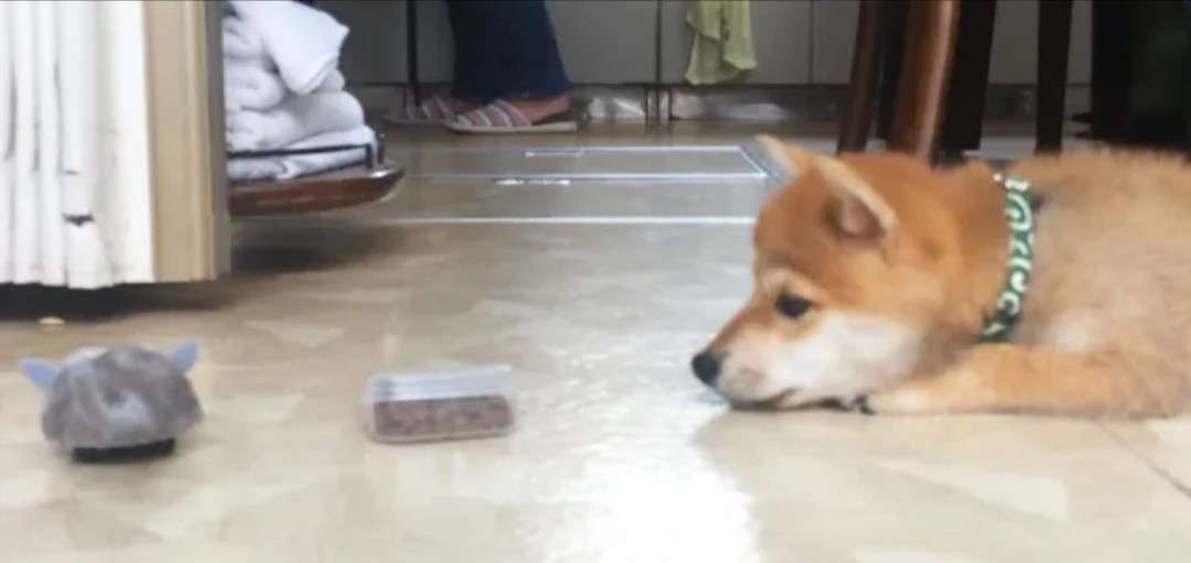 【暑いけど！】モフモフな動物さん集合！