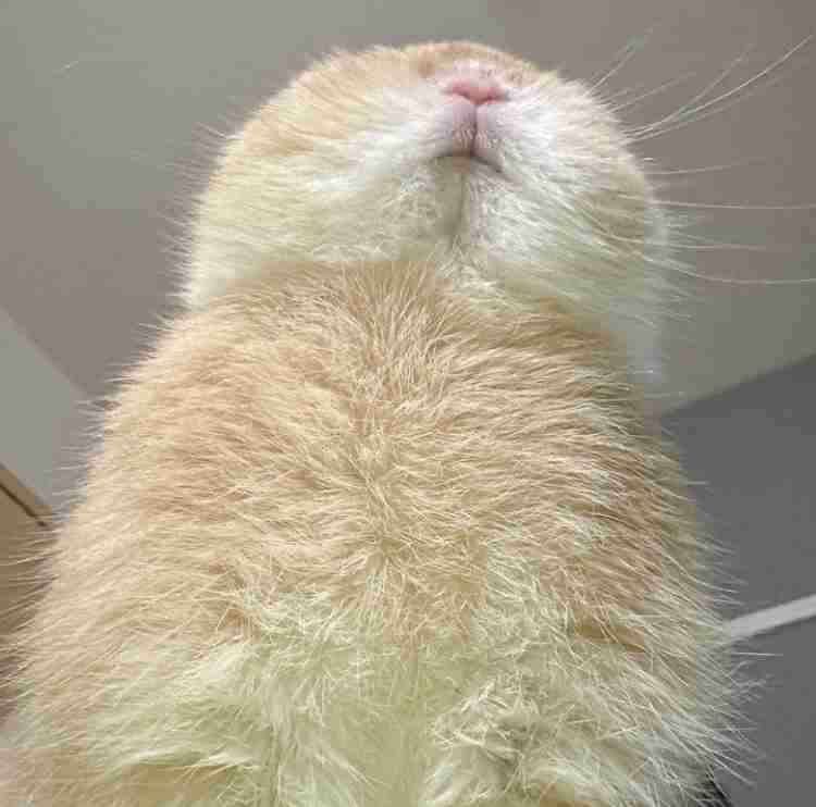 【暑いけど！】モフモフな動物さん集合！