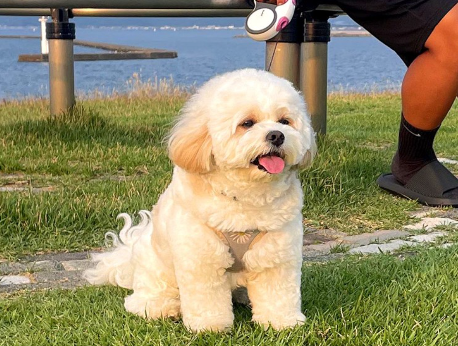 【暑いけど！】モフモフな動物さん集合！