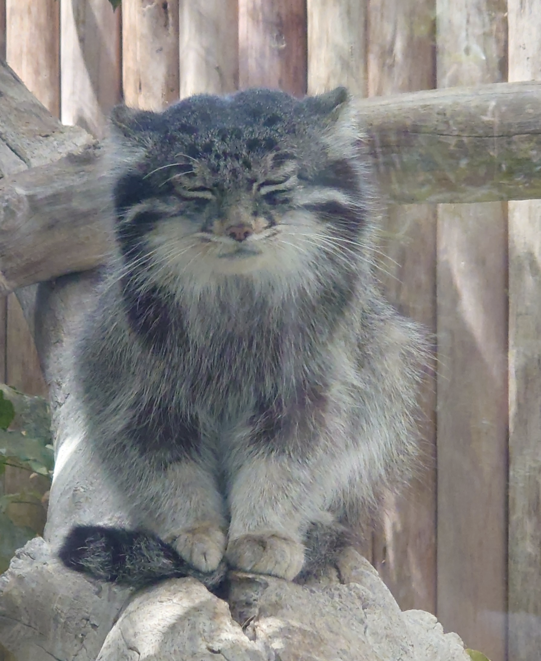 【暑いけど！】モフモフな動物さん集合！