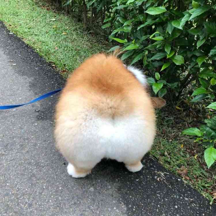 【暑いけど！】モフモフな動物さん集合！