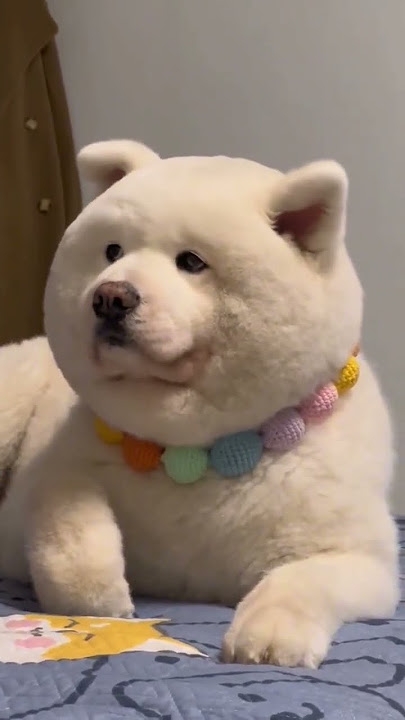 【暑いけど！】モフモフな動物さん集合！