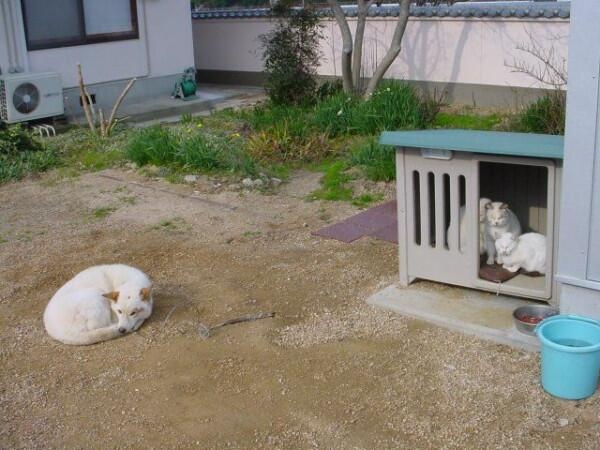 「優しいわんこ…」 ハスキー犬がキツキツのベッドで寝ていた理由 心温まる姿に大反響