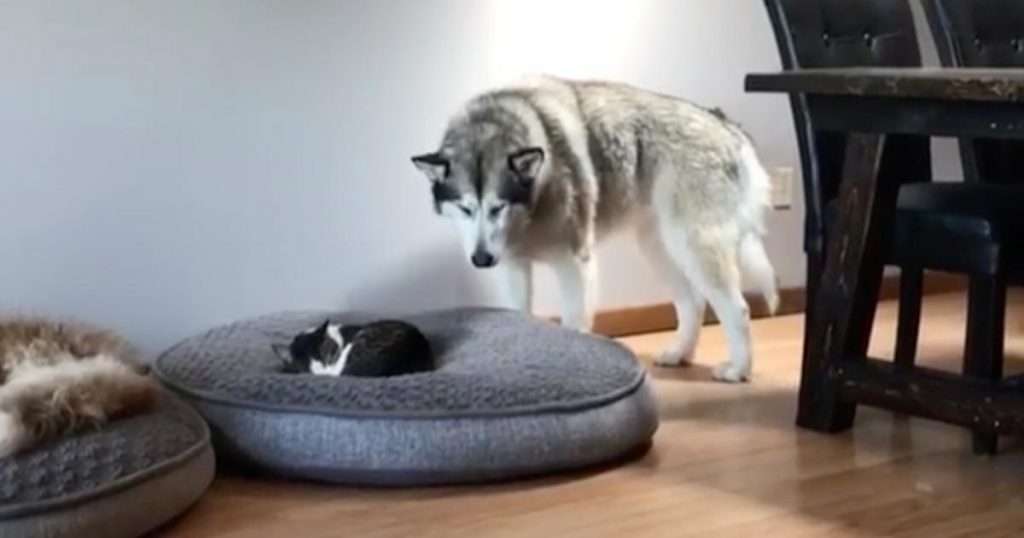 「優しいわんこ…」 ハスキー犬がキツキツのベッドで寝ていた理由 心温まる姿に大反響