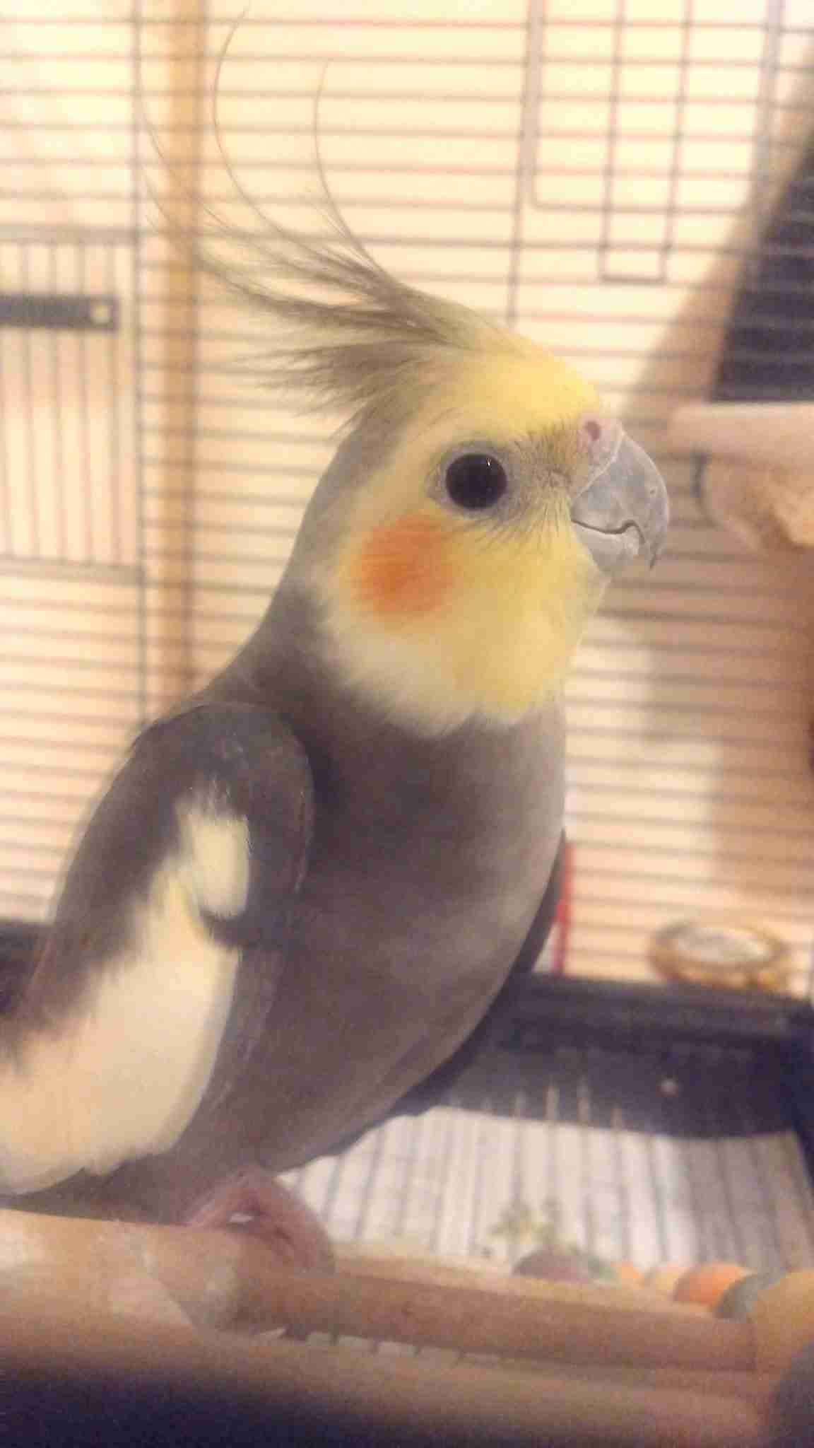亡くなったペットとの思い出を教えて