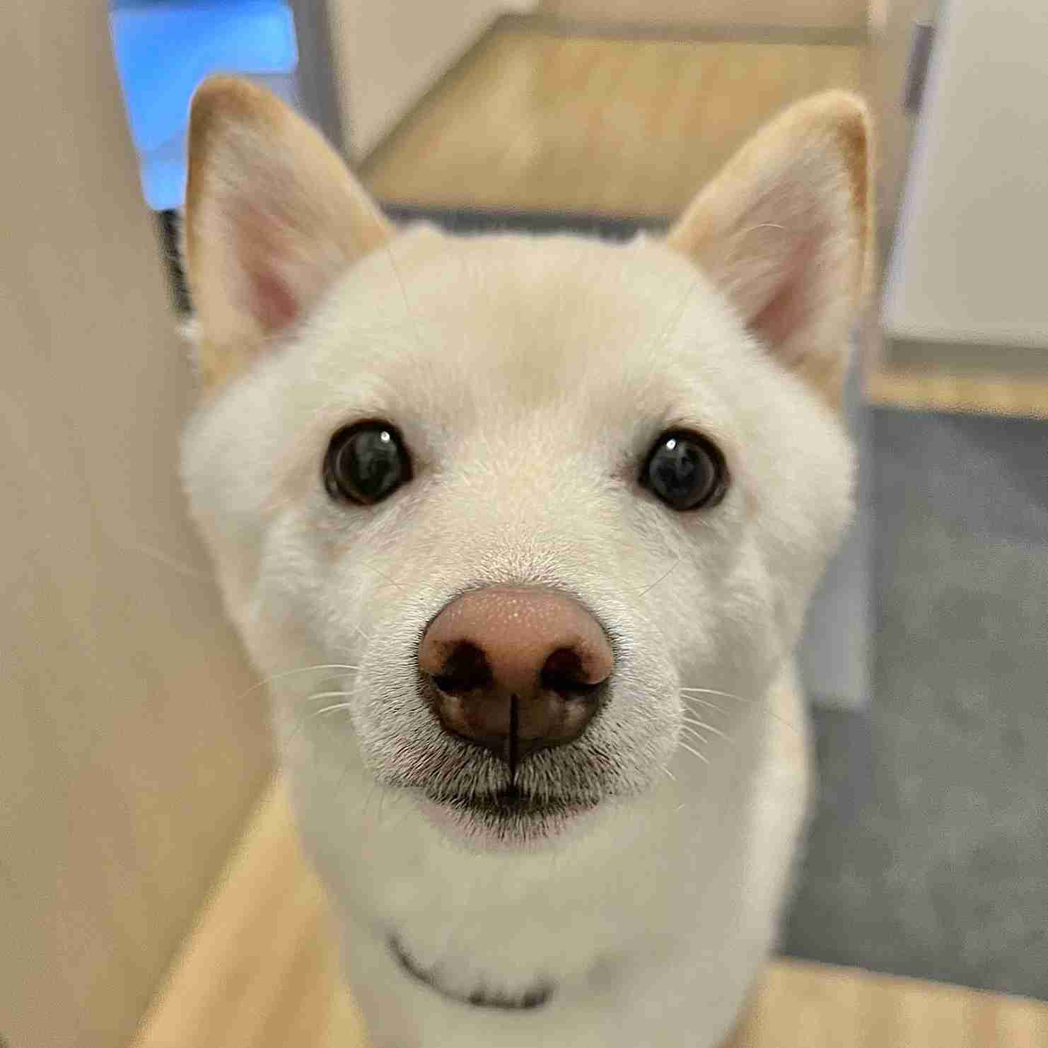 亡くなったペットとの思い出を教えて