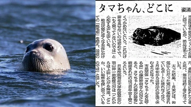 久しぶりに見たと思わせてください