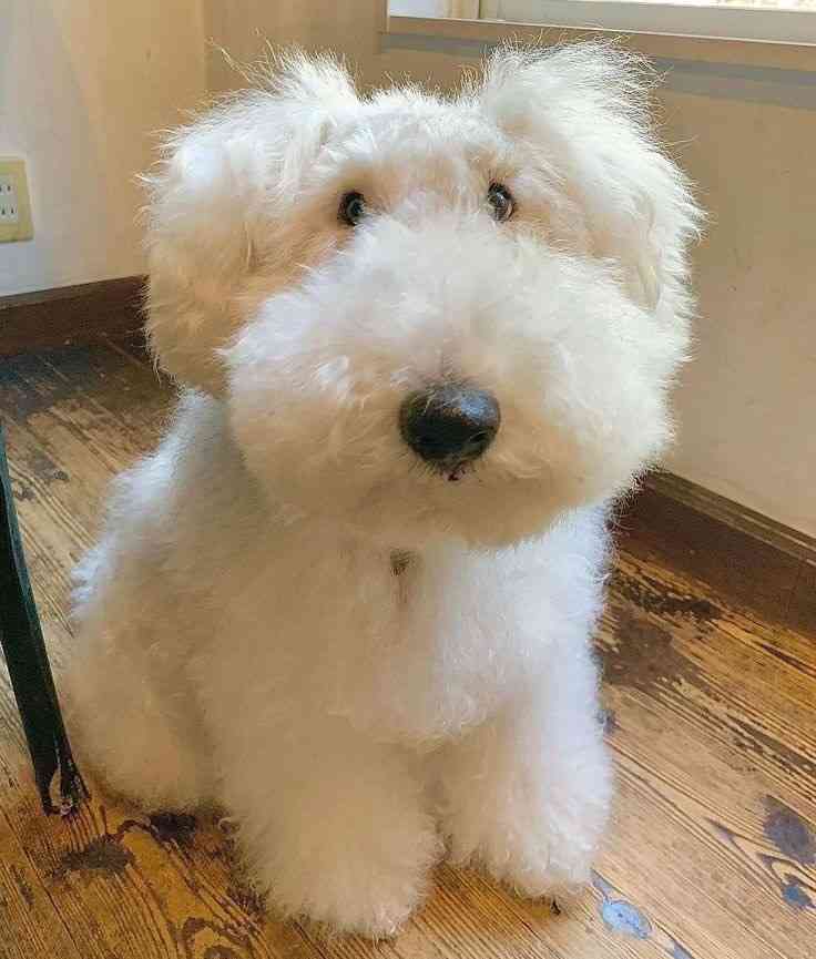 グレイヘアにしている人いますか?