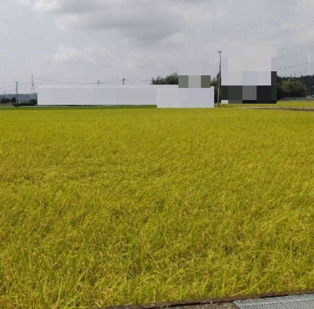 【解説】「コメが足りない」の正体と今後の価格　関係各所からの声で見えてきた「品薄の構図」