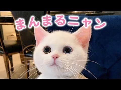 メイン銀行がネット銀行の人
