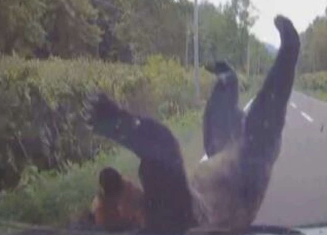 家を出たら突然クマが… 男性襲われ、右耳かまれる 京都府南丹市