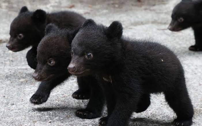 家を出たら突然クマが… 男性襲われ、右耳かまれる 京都府南丹市