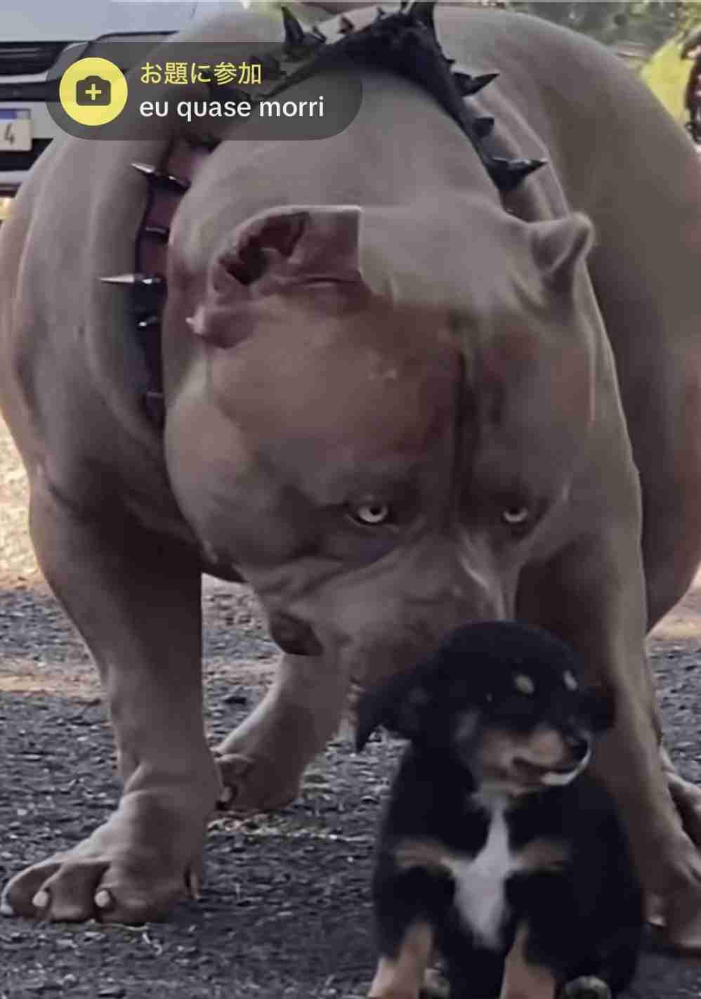 またピットブル逃走　こんどは茨城・小美玉　どう猛な犬種で要注意