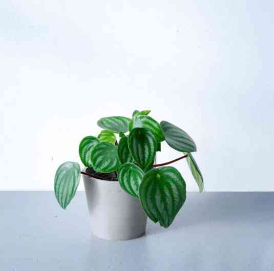 この観葉植物が好き!【観葉植物総合トピ】