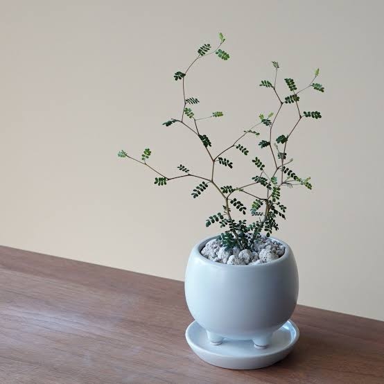 この観葉植物が好き!【観葉植物総合トピ】