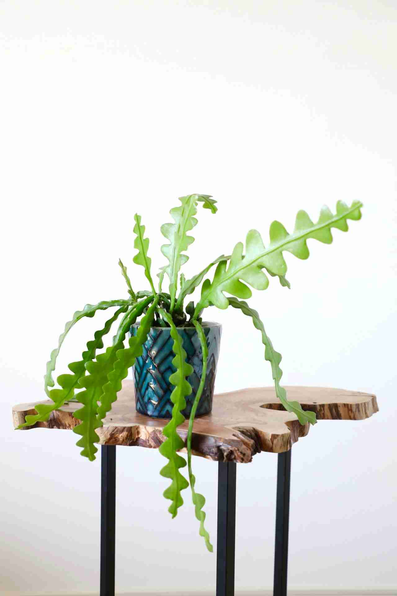 この観葉植物が好き!【観葉植物総合トピ】