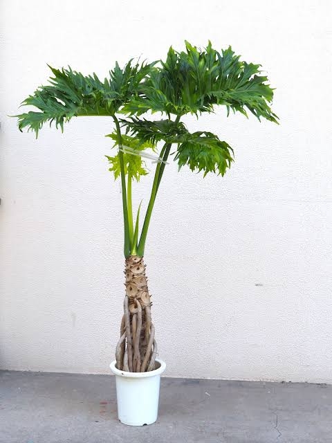 この観葉植物が好き!【観葉植物総合トピ】
