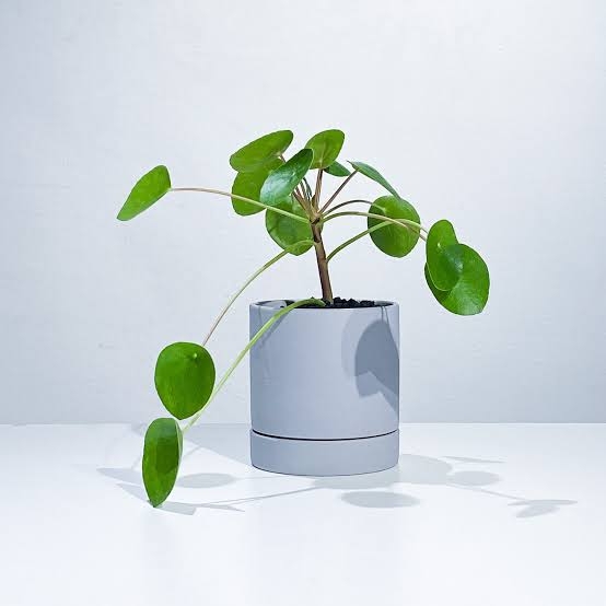 この観葉植物が好き!【観葉植物総合トピ】