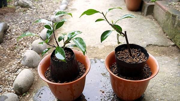 この観葉植物が好き!【観葉植物総合トピ】
