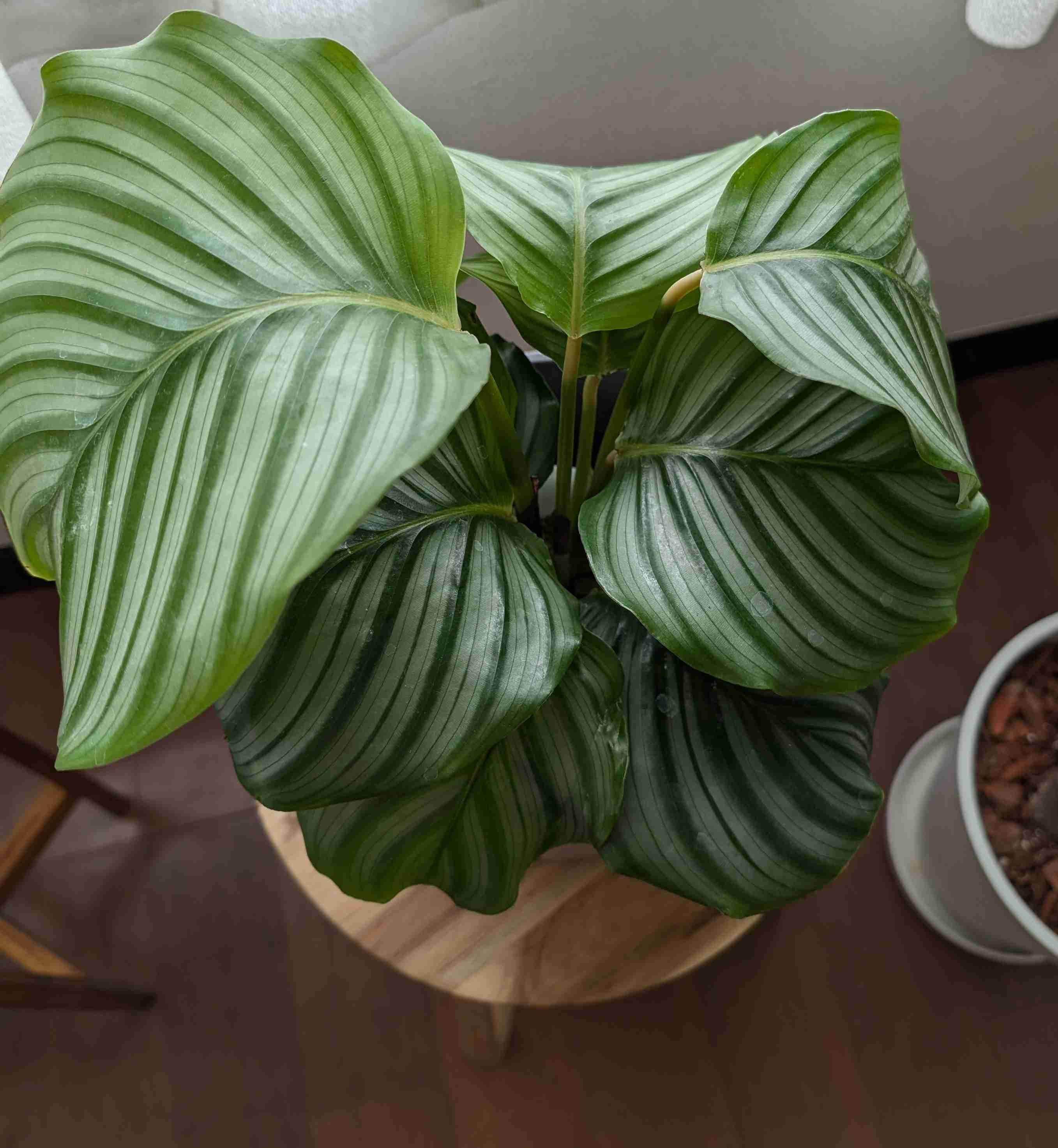 この観葉植物が好き!【観葉植物総合トピ】
