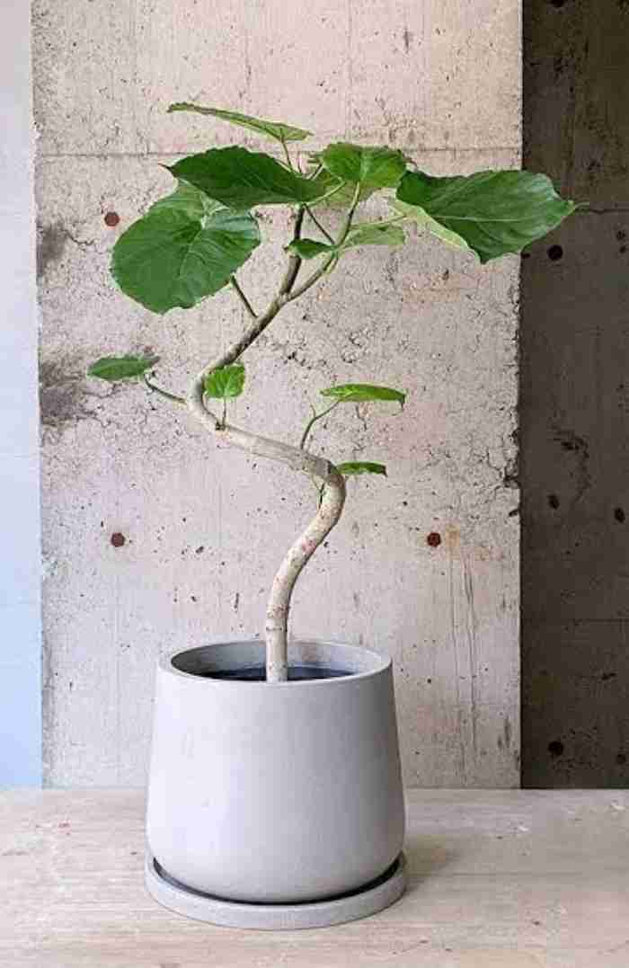 この観葉植物が好き!【観葉植物総合トピ】