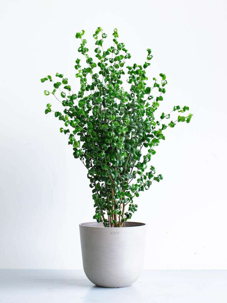 この観葉植物が好き!【観葉植物総合トピ】