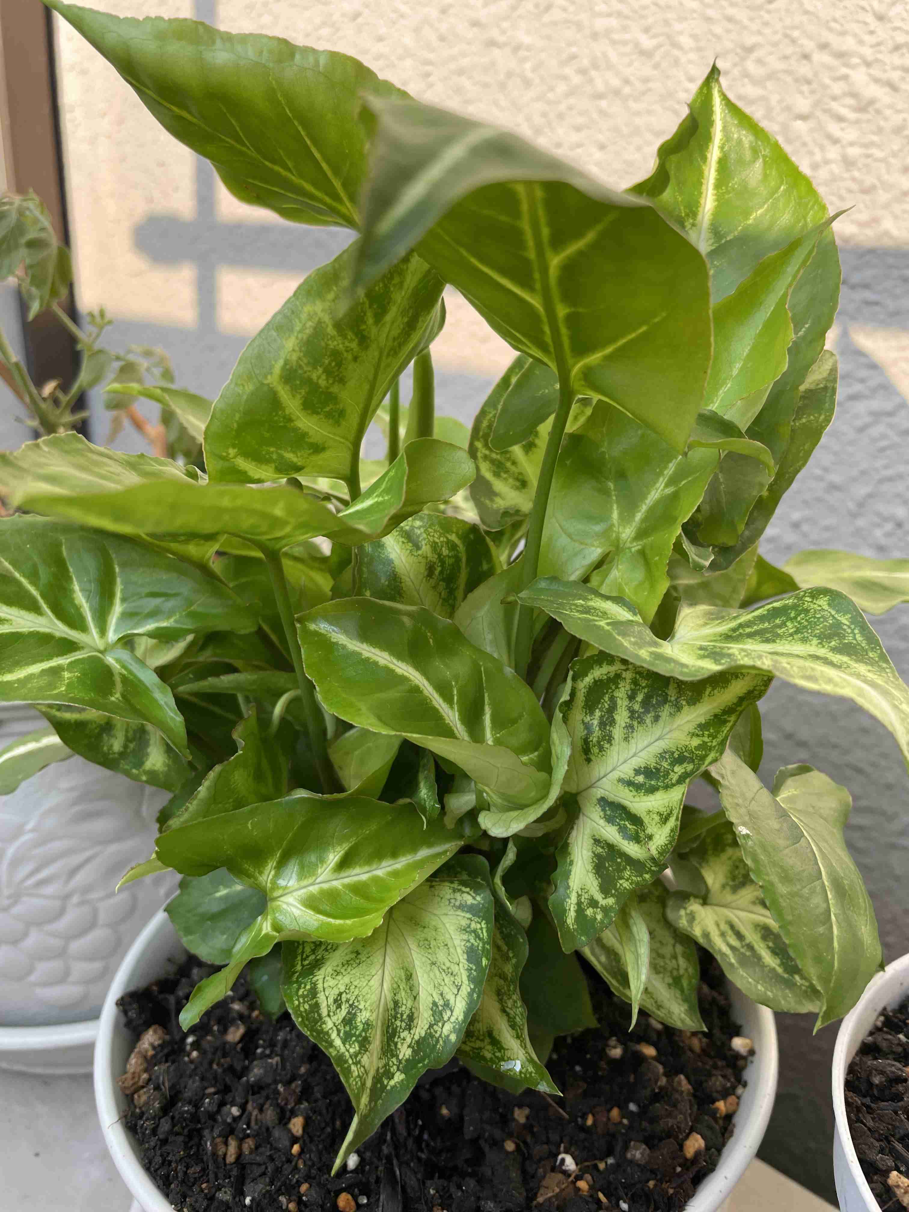 この観葉植物が好き!【観葉植物総合トピ】