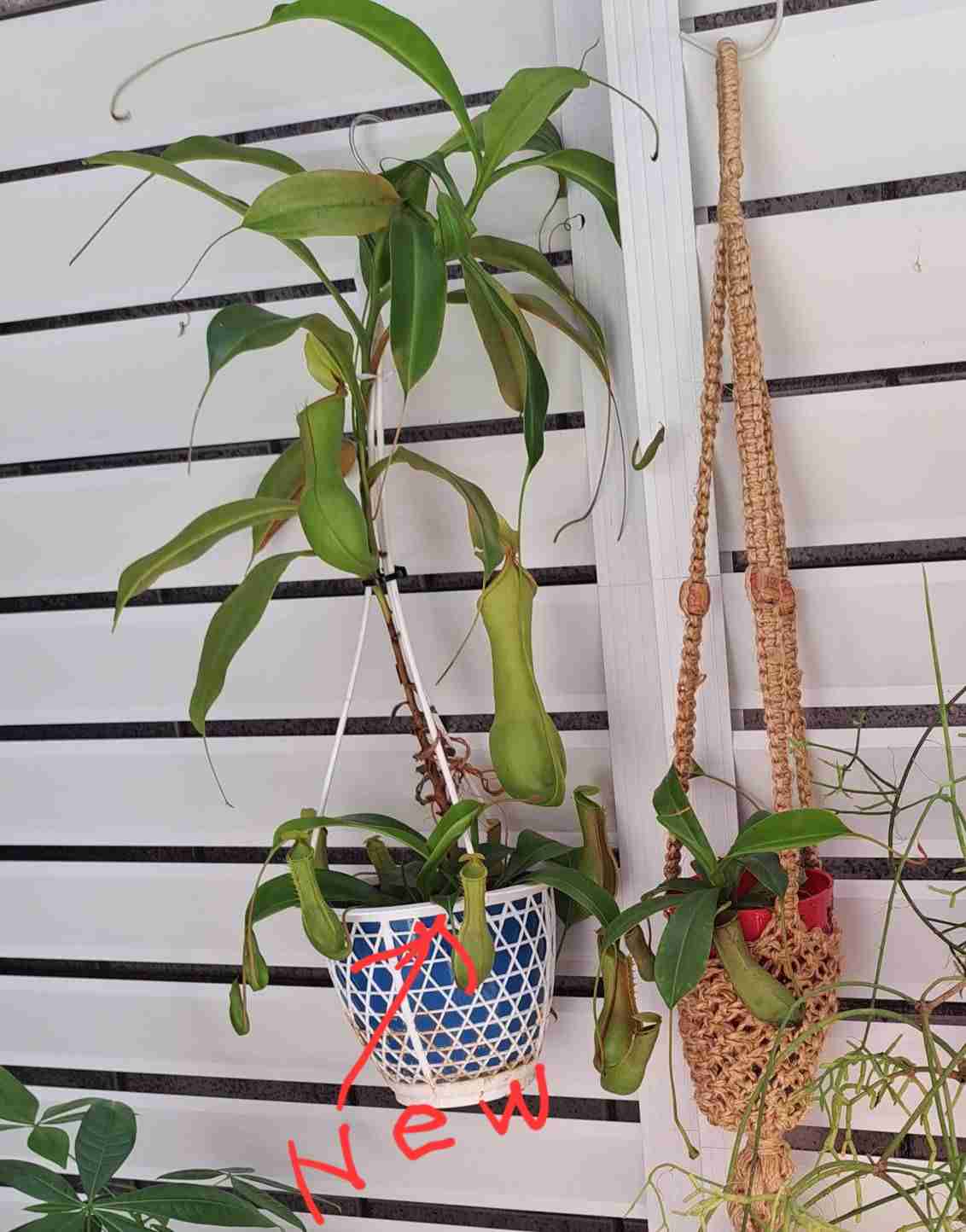 この観葉植物が好き!【観葉植物総合トピ】