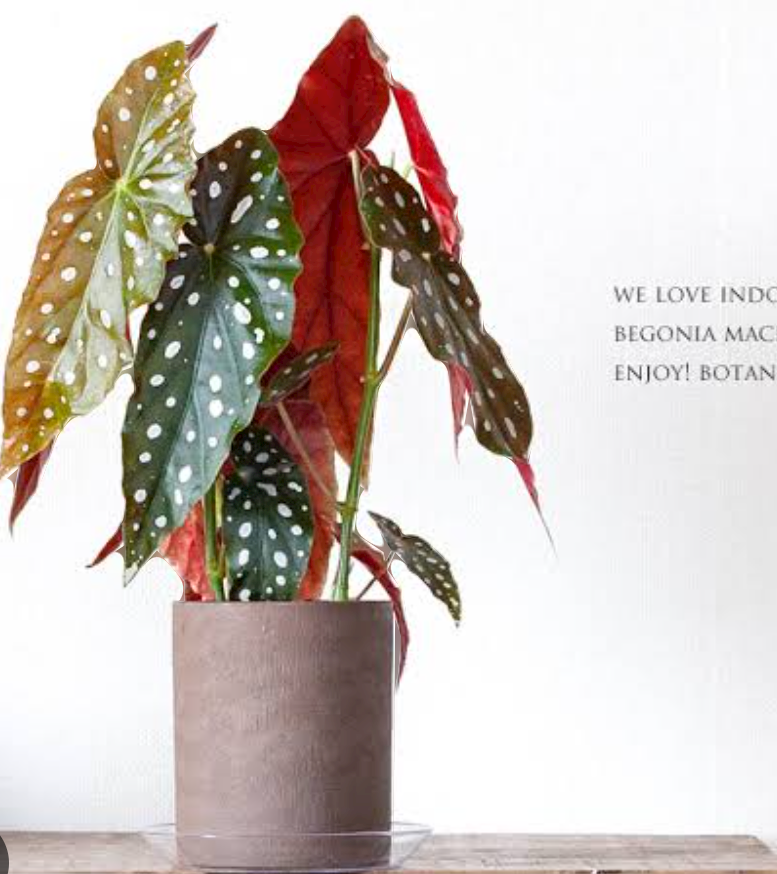 この観葉植物が好き!【観葉植物総合トピ】