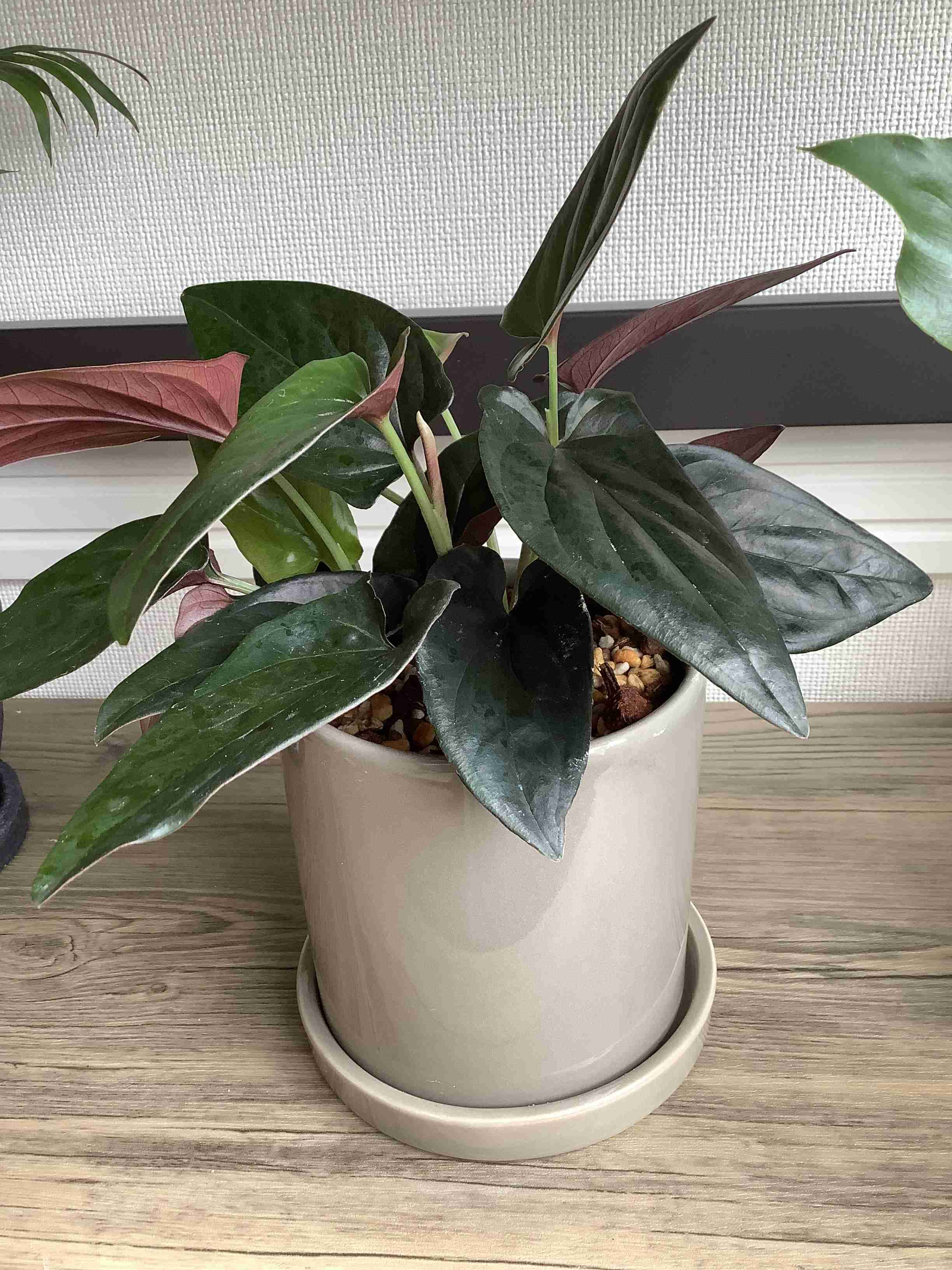 この観葉植物が好き!【観葉植物総合トピ】
