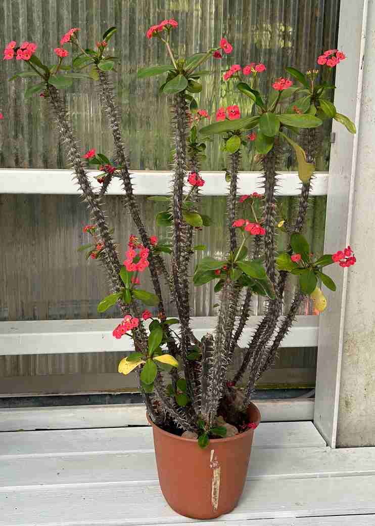 この観葉植物が好き!【観葉植物総合トピ】