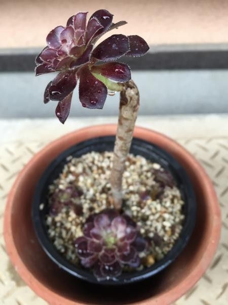 この観葉植物が好き!【観葉植物総合トピ】