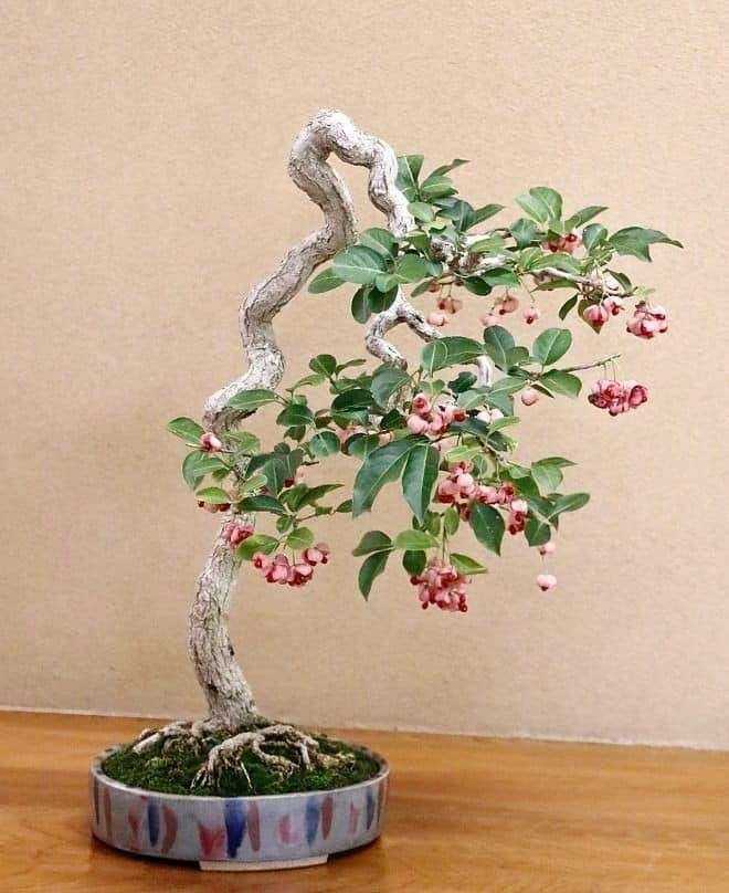 この観葉植物が好き!【観葉植物総合トピ】