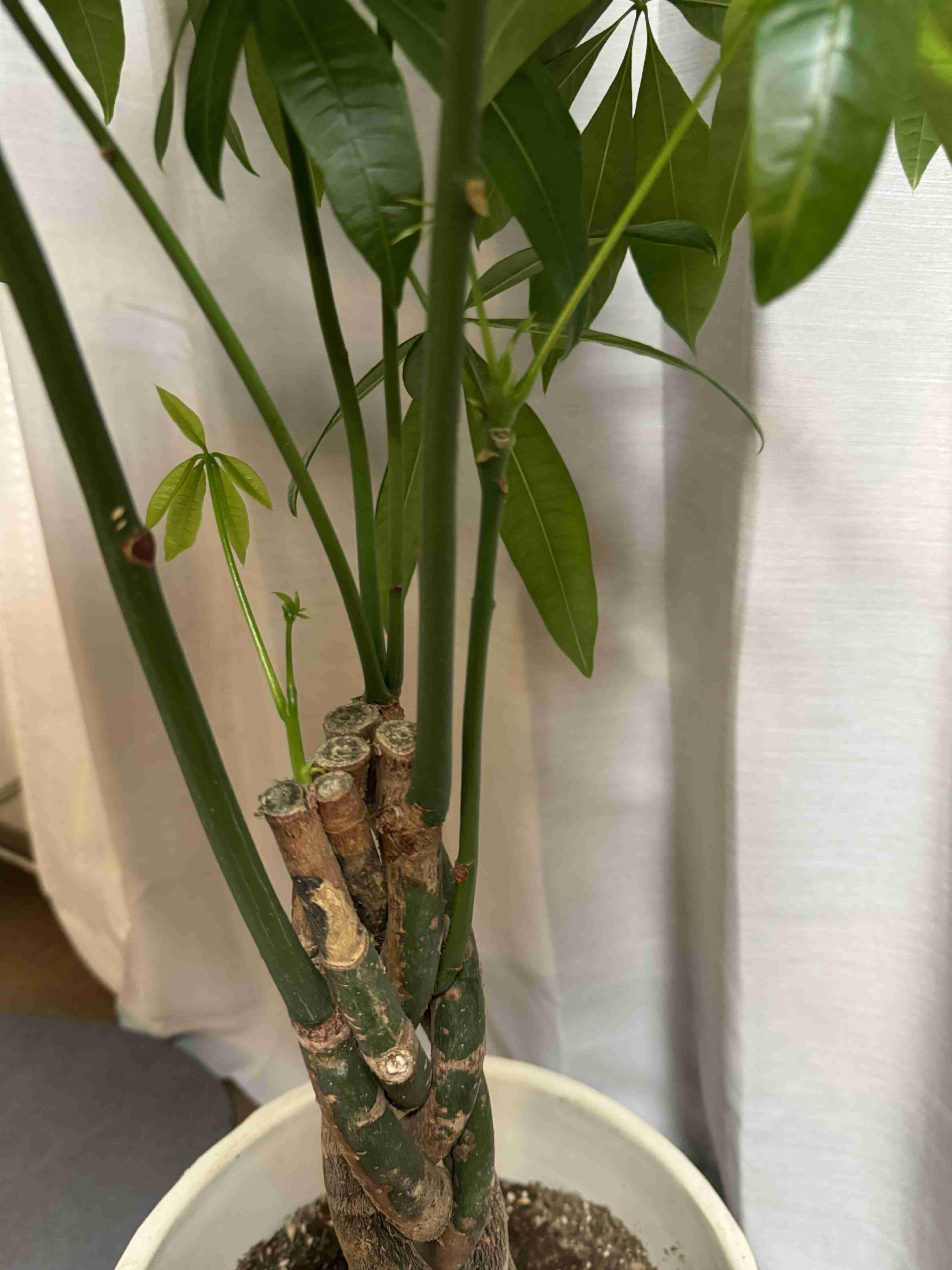 この観葉植物が好き!【観葉植物総合トピ】