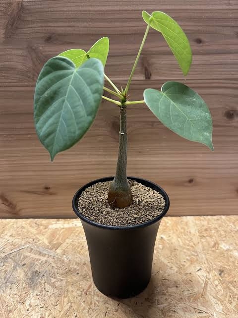 この観葉植物が好き!【観葉植物総合トピ】