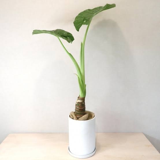 この観葉植物が好き!【観葉植物総合トピ】