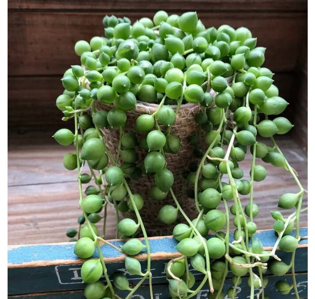 この観葉植物が好き!【観葉植物総合トピ】
