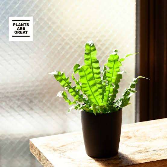この観葉植物が好き!【観葉植物総合トピ】