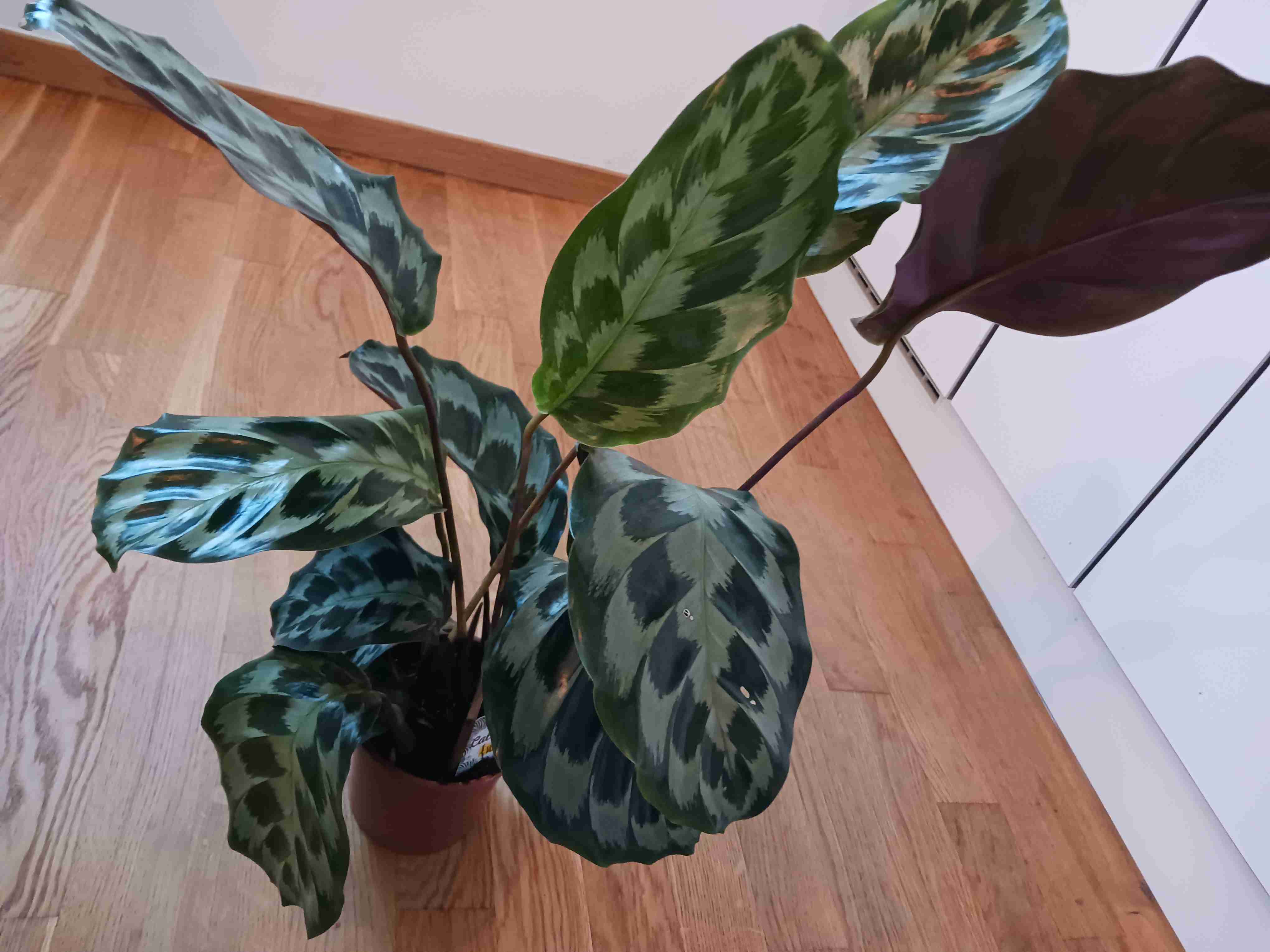 この観葉植物が好き!【観葉植物総合トピ】