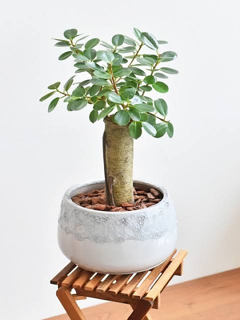 この観葉植物が好き!【観葉植物総合トピ】