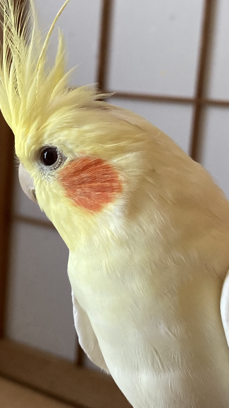 【世界最小のオウム】オカメインコ好きな人、飼ってる人【オレンジチーク】