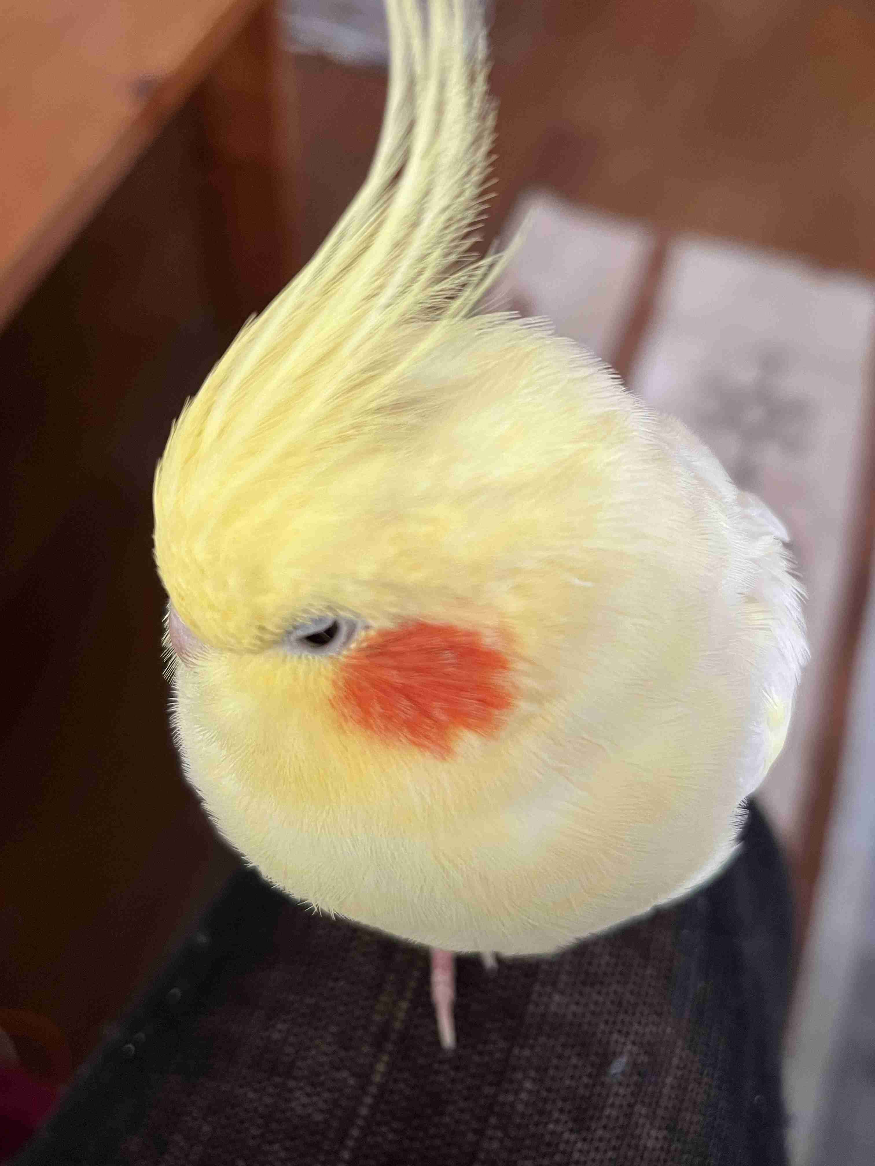【世界最小のオウム】オカメインコ好きな人、飼ってる人【オレンジチーク】