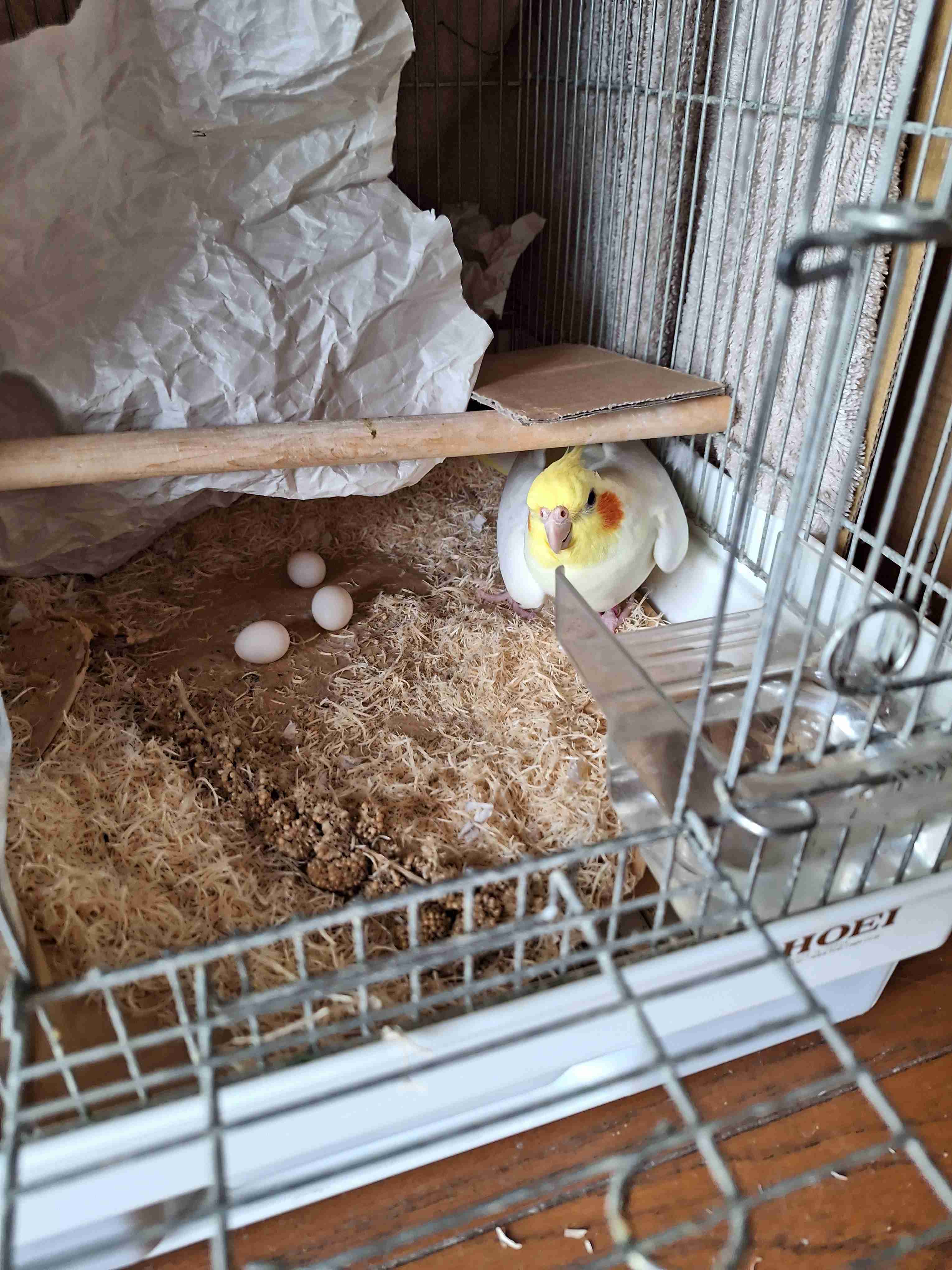 【世界最小のオウム】オカメインコ好きな人、飼ってる人【オレンジチーク】