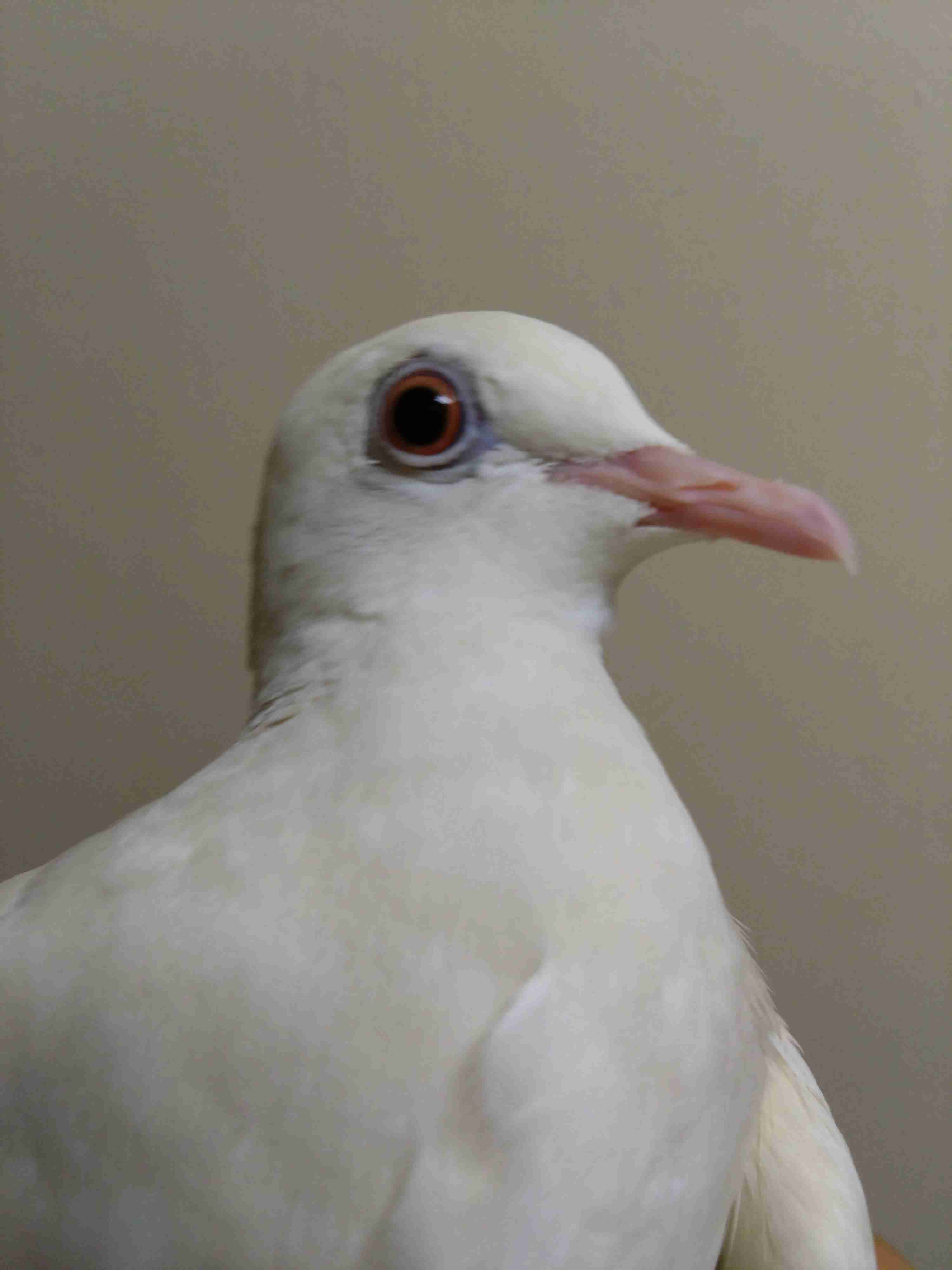 【世界最小のオウム】オカメインコ好きな人、飼ってる人【オレンジチーク】