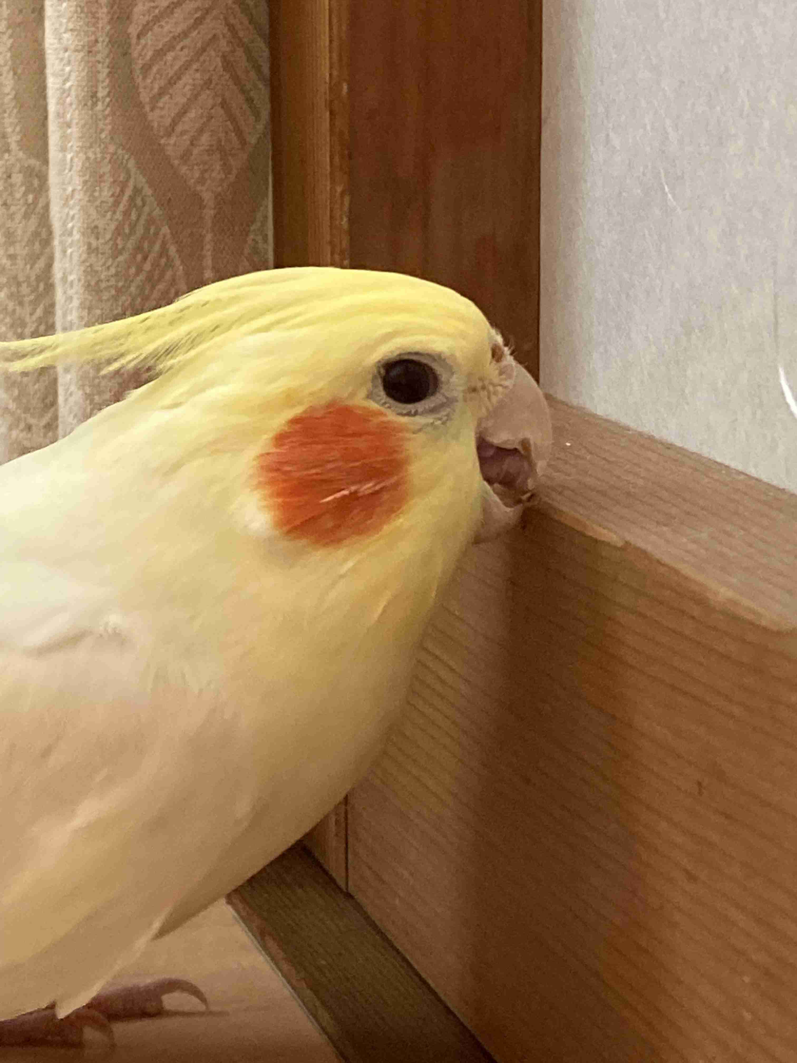 【世界最小のオウム】オカメインコ好きな人、飼ってる人【オレンジチーク】