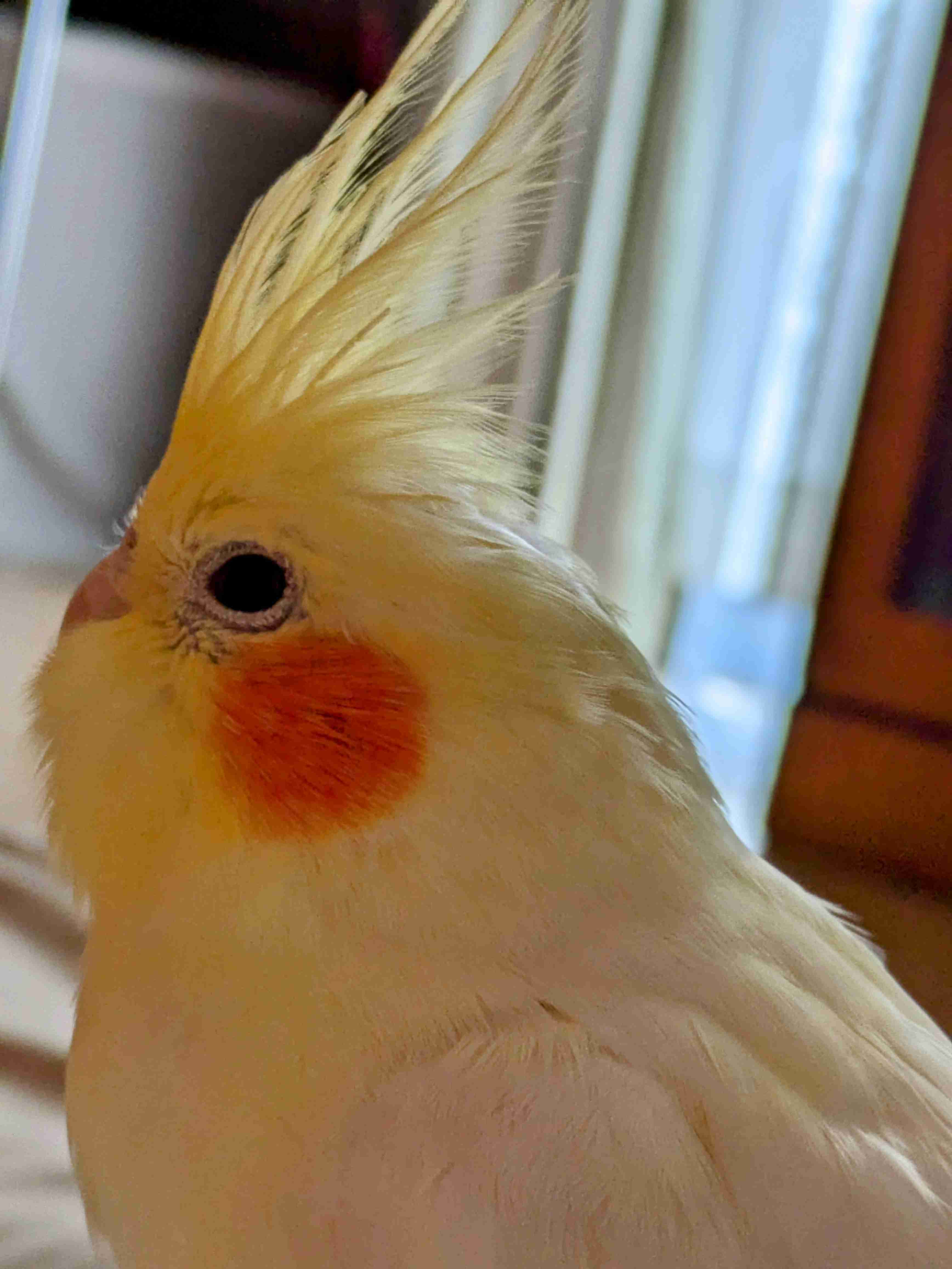 【世界最小のオウム】オカメインコ好きな人、飼ってる人【オレンジチーク】
