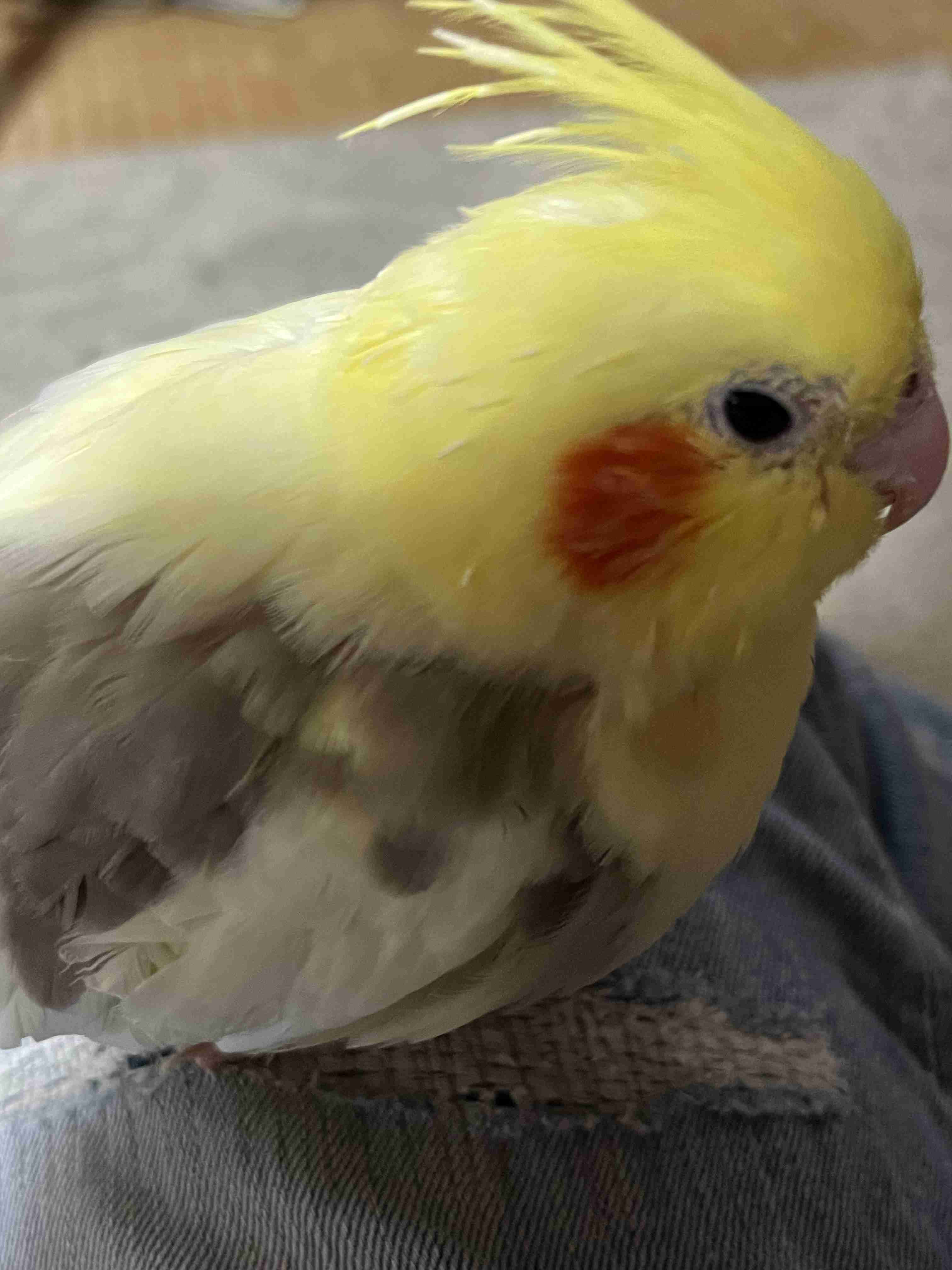 【世界最小のオウム】オカメインコ好きな人、飼ってる人【オレンジチーク】