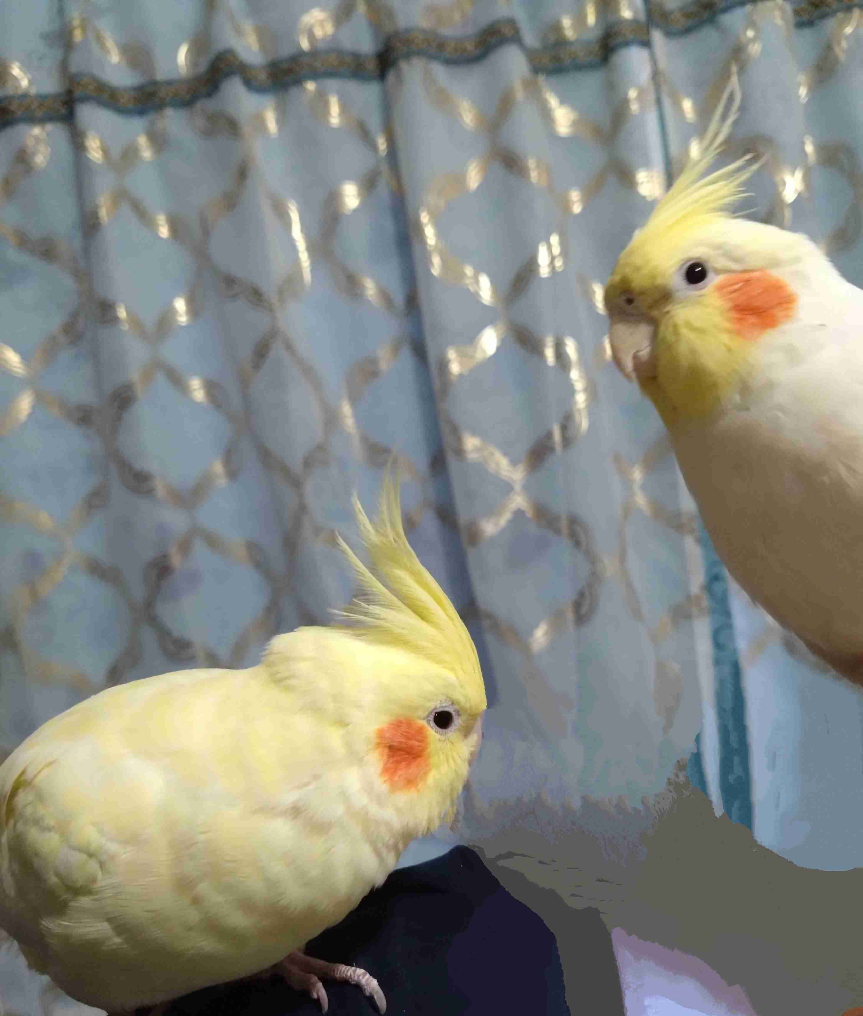 【世界最小のオウム】オカメインコ好きな人、飼ってる人【オレンジチーク】