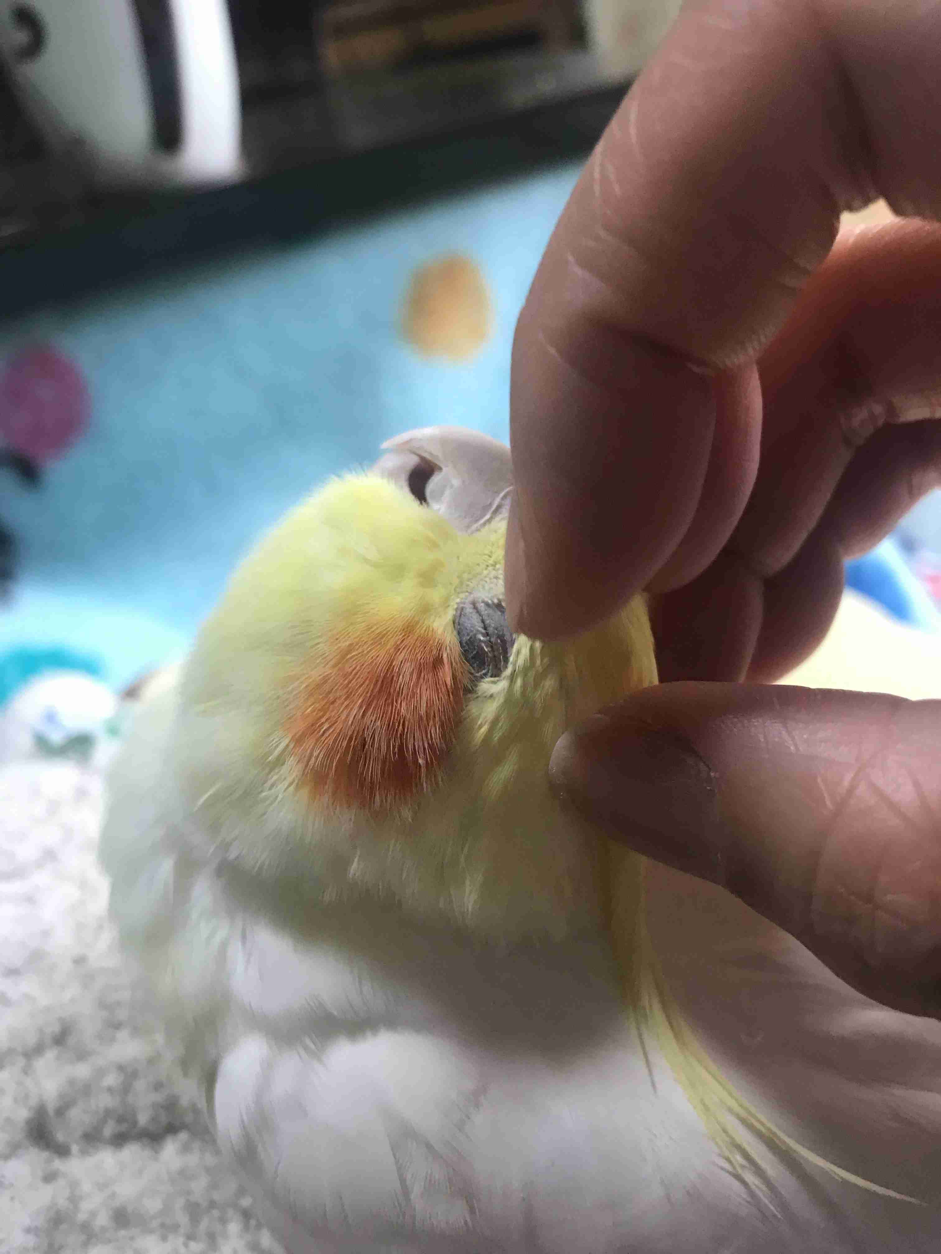 【世界最小のオウム】オカメインコ好きな人、飼ってる人【オレンジチーク】