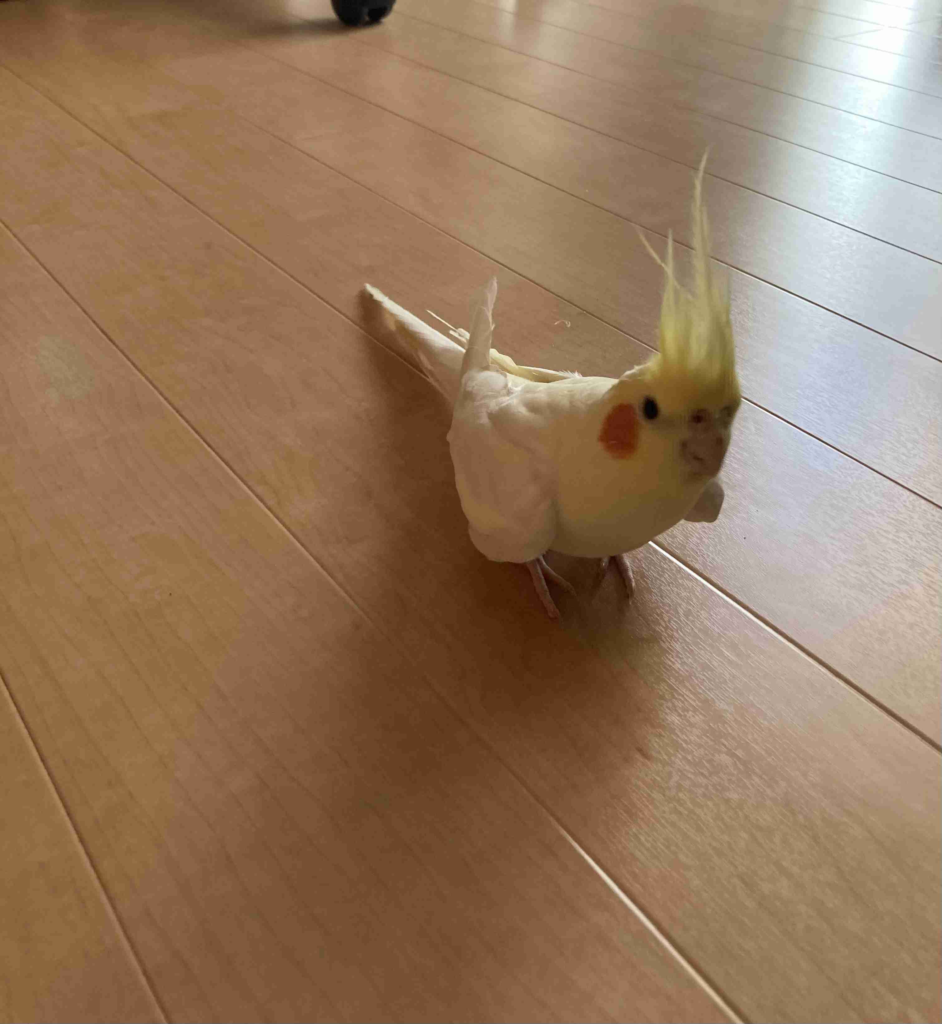 【世界最小のオウム】オカメインコ好きな人、飼ってる人【オレンジチーク】